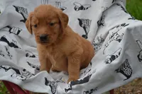 Rosy, a female Golden Retriever for sale in Greenwood, WI – 1 of 4