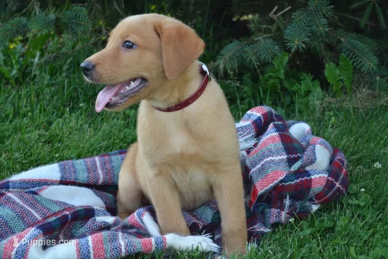 Copper – Labrador Retriever puppy for sale in Greenwood, WI