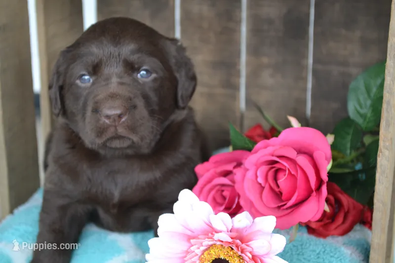 Lynda – Labrador Retriever puppy on hold in Greenwood, WI