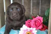 Lynda, a female Labrador Retriever for sale in Greenwood, WI – 1 of 4