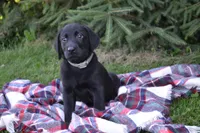 Ben, a male Labrador Retriever for sale in Greenwood, WI – 4 of 4