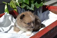 Warrior, a male Pomeranian for sale in Greenwood, WI – 4 of 8