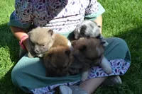 Warrior, a male Pomeranian for sale in Greenwood, WI – 8 of 8