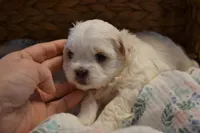 Iris, a female Mal Shi for sale in Greenwood, WI – Photo 4 of 5