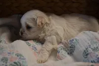 Iris, a female Mal Shi for sale in Greenwood, WI – Photo 3 of 5