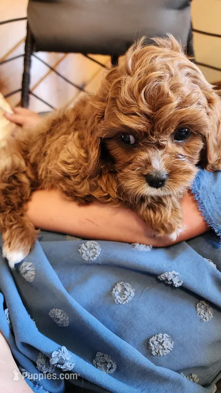 Klint – Cavapoo puppy for sale in Greenwood, WI