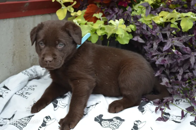 Lynsey – Labrador Retriever puppy for sale in Greenwood, WI