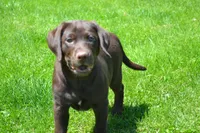 Londa, a female Labrador Retriever for sale in Greenwood, WI – 5 of 5