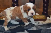 Karlo, a male Cavapoo for sale in Greenwood, WI – 3 of 6