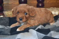 Kiwi, a female Cavapoo for sale in Greenwood, WI – 6 of 6