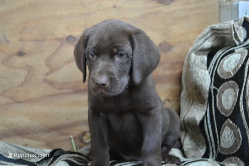 Lysa – Labrador Retriever puppy for sale in Greenwood, WI