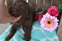 Londa, a female Labrador Retriever for sale in Greenwood, WI – 3 of 4