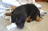 Shadow, a male Dachshund for sale in Greenwood, WI – 3 of 8