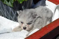 Wynter, a female Pomeranian for sale in Greenwood, WI – 3 of 8