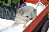 Wynter, a female Pomeranian for sale in Greenwood, WI – 6 of 8