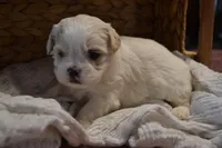 Hudson, a male Mal Shi for sale in Greenwood, WI – Photo 3 of 5