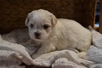 Hudson, a male Mal Shi for sale in Greenwood, WI – Photo 5 of 5