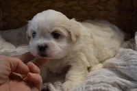 Hudson, a male Mal Shi for sale in Greenwood, WI – Photo 2 of 5