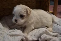 Hudson, a male Mal Shi for sale in Greenwood, WI – Photo 4 of 5