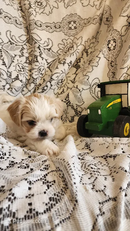 Hudson – Mal Shi puppy for sale in Greenwood, WI