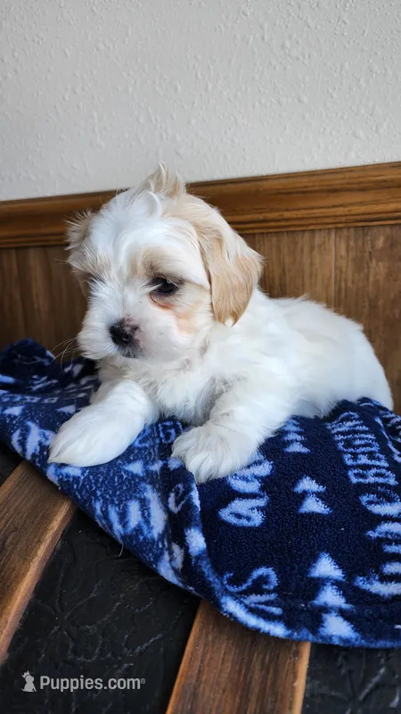 Hudson – Mal Shi puppy for sale in Greenwood, WI