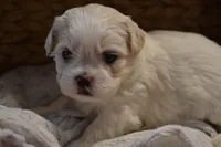 Hudson, a male Mal Shi for sale in Greenwood, WI – Photo 1 of 5