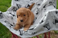 Rover, a male Golden Retriever for sale in Greenwood, WI – 2 of 6