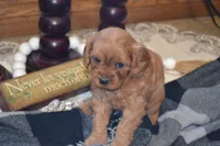 Kara, a female Cavapoo for sale in Greenwood, WI – 4 of 6