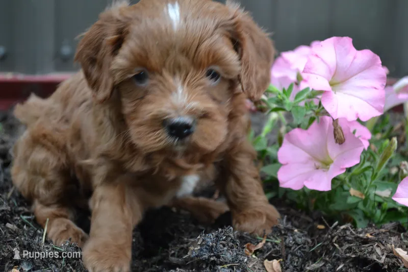 Callie – Cavapoo, Poodle - Miniature  puppy for sale in Greenwood, WI