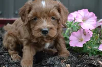 Callie, a female Cavapoo and Poodle - Miniature  for sale in Greenwood, WI – 1 of 4