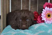 Lizzie, a female Labrador Retriever for sale in Greenwood, WI – 3 of 4