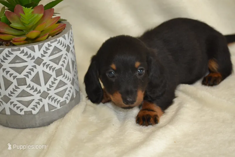 Shadow – Dachshund puppy for sale in Greenwood, WI