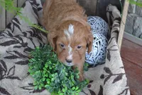 Abbie, a female Cavapoo for sale in Greenwood, WI – Photo 4 of 6