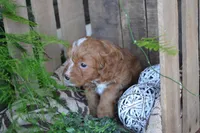 Abbie, a female Cavapoo for sale in Greenwood, WI – Photo 2 of 6