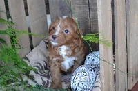 Abbie, a female Cavapoo for sale in Greenwood, WI – Photo 5 of 6