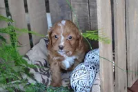 Abbie, a female Cavapoo for sale in Greenwood, WI – Photo 6 of 6