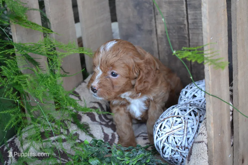Abbie – Cavapoo puppy for sale in Greenwood, WI