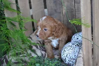 Abbie, a female Cavapoo for sale in Greenwood, WI – Photo 1 of 6