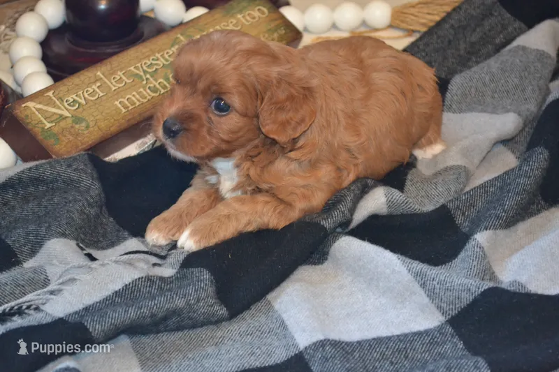 Kiwi – Cavapoo puppy for sale in Greenwood, WI