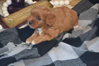 Kiwi, a female Cavapoo for sale in Greenwood, WI – 1 of 6