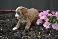 Catelyn, a female Cavapoo and Poodle - Miniature  for sale in Greenwood, WI – 3 of 4
