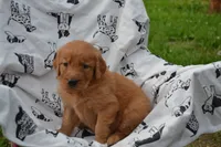 Gabby, a female Golden Retriever for sale in Greenwood, WI – 2 of 4
