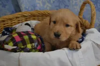 Milo, a male Golden Retriever for sale in Greenwood, WI – Photo 3 of 6