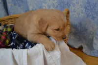 Milo, a male Golden Retriever for sale in Greenwood, WI – Photo 1 of 6