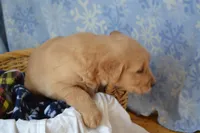 Milo, a male Golden Retriever for sale in Greenwood, WI – Photo 2 of 6