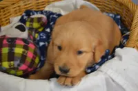 Milo, a male Golden Retriever for sale in Greenwood, WI – Photo 4 of 6