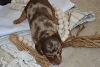 Sugar, a female Dachshund for sale in Greenwood, WI – 5 of 8
