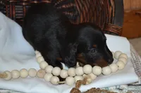 Shadow, a male Dachshund for sale in Greenwood, WI – 2 of 8