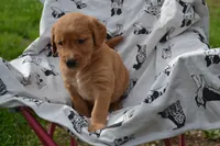 Rover, a male Golden Retriever for sale in Greenwood, WI – 3 of 6