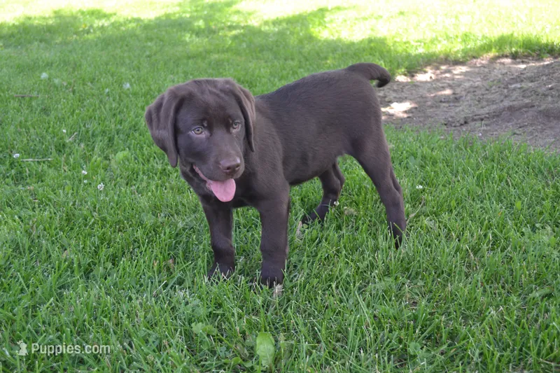 Lola – Labrador Retriever puppy for sale in Greenwood, WI
